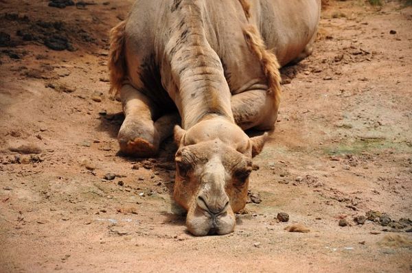 camel1